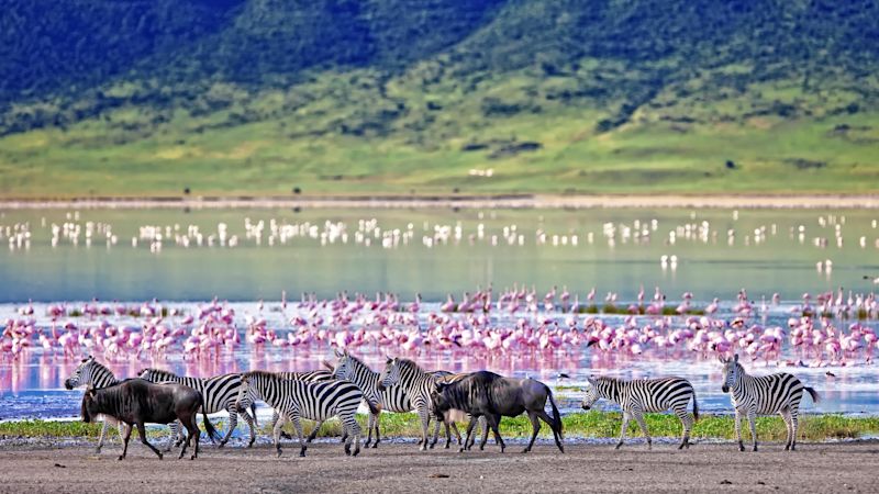 Zebras and flamingoes in Ngorongoro Crater