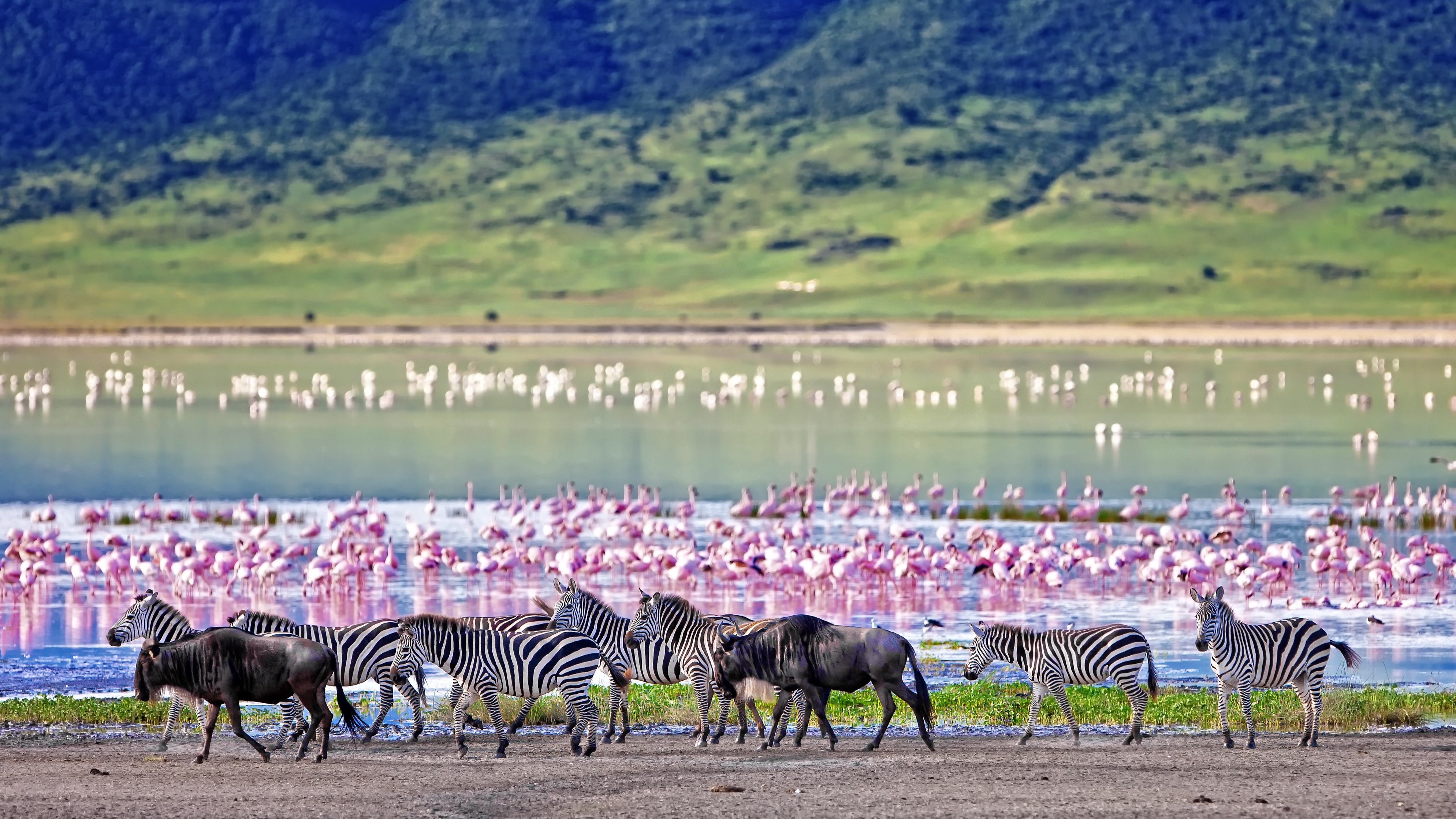 Zebras and flamingoes in Ngorongoro Crater