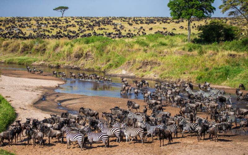 Zebras and wildebeests of Great Migration in Maasai Mara, river crossing, safari Zebras and wildebeests of Great Migration in Maasai Mara, river crossing, safari 