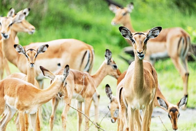 Impalas Great Migration 