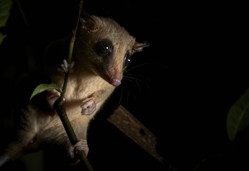 Woolly opossum on a branch as seen at night
