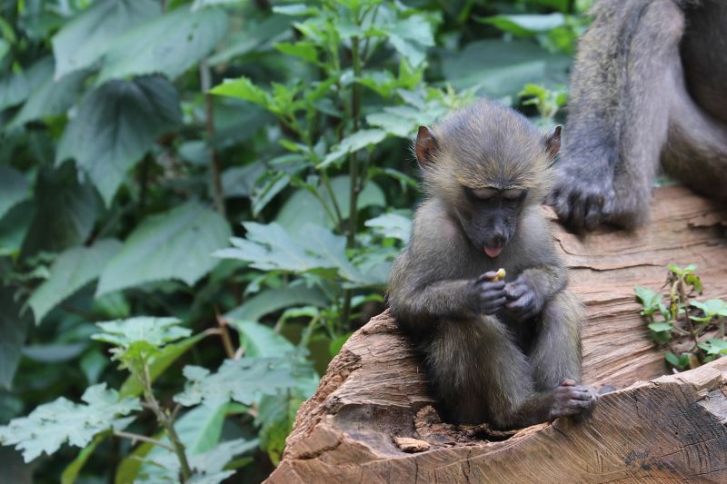 Ours. Infant olive baboon, Kibale Forest, Uganda