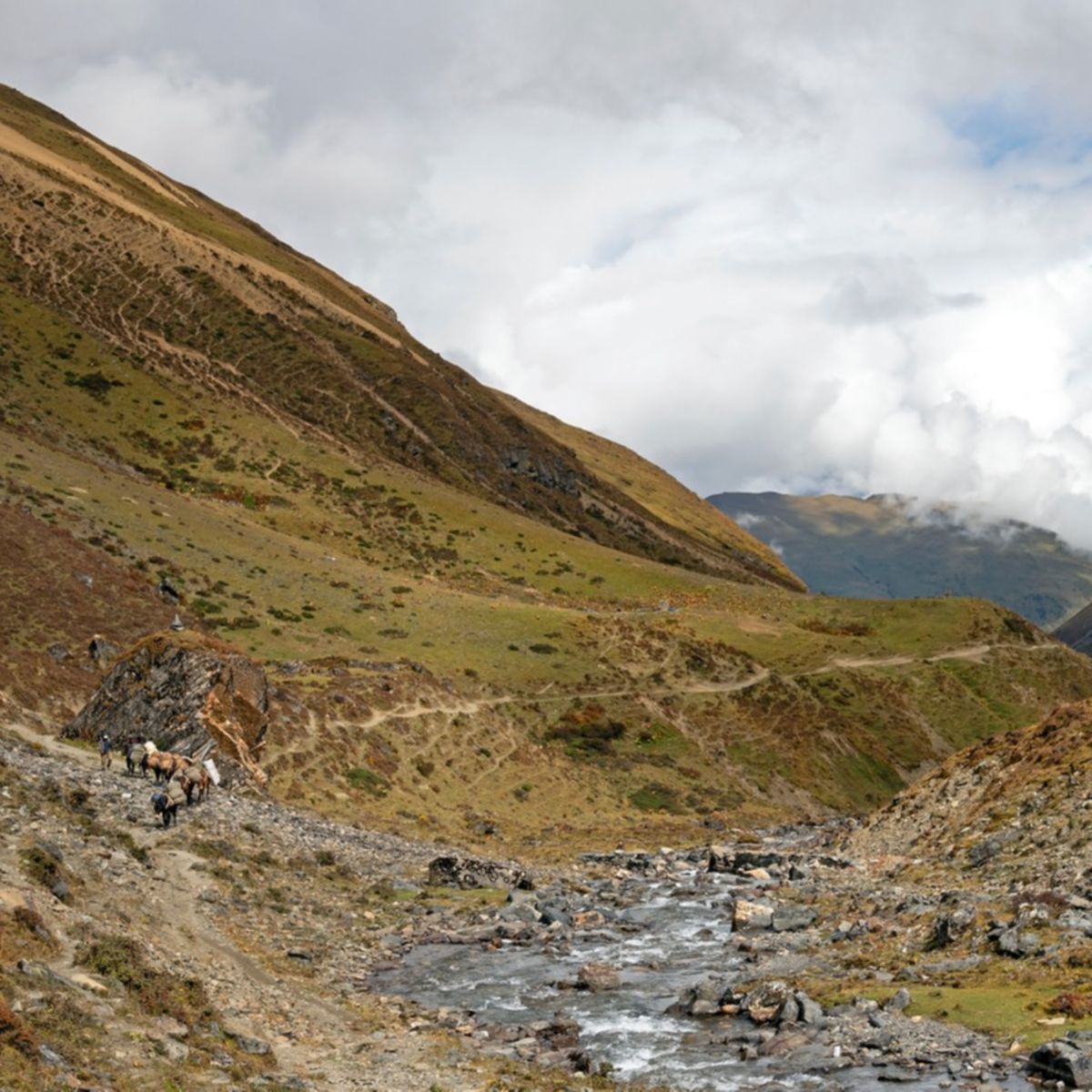 Horse train on Jomolhari Trek in Bhutanese Himalayas