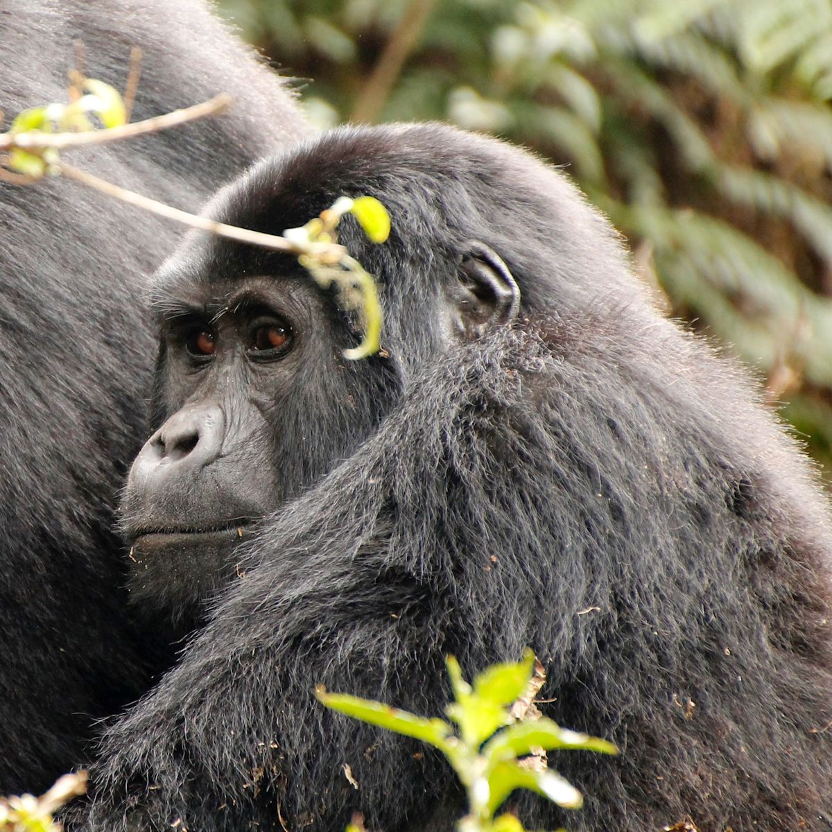 Gorillas in Bwindi, Uganda