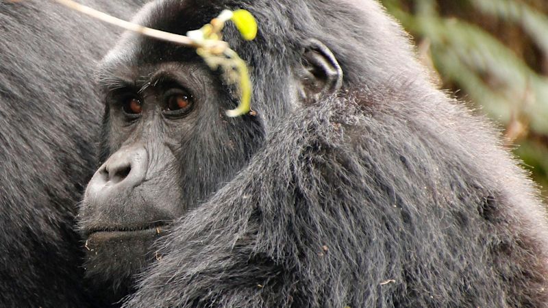 Gorillas in Bwindi, Uganda
