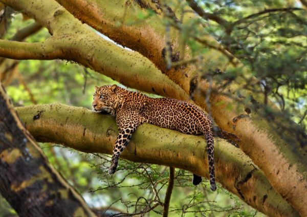 Leopard male sitting on a branch in a big tree in Nakuru National Park, Kenya