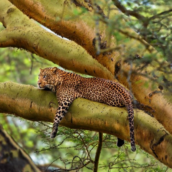 Leopard male sitting on a branch in a big tree in Nakuru National Park, Kenya
