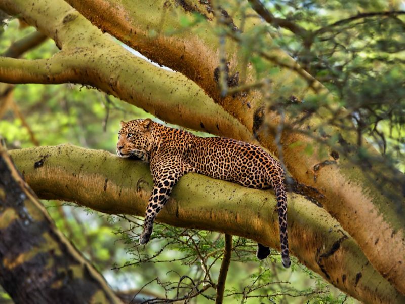 Leopard male sitting on a branch in a big tree in Nakuru National Park, Kenya