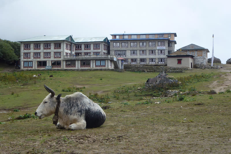 Yattle resting on the grass at the Tengboche monastery,