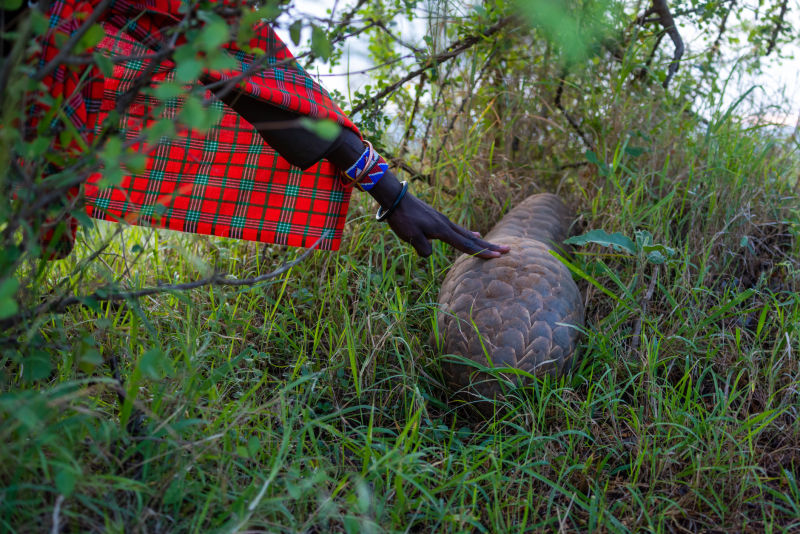 A Maasai guide touches a pangolin in the grass