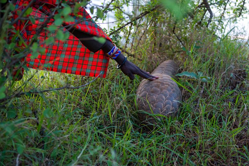 A Maasai guide touches a pangolin in the grass