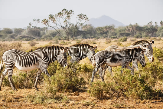 Herd of Grevy's zebras in Samburu National Reserve, North Kenya