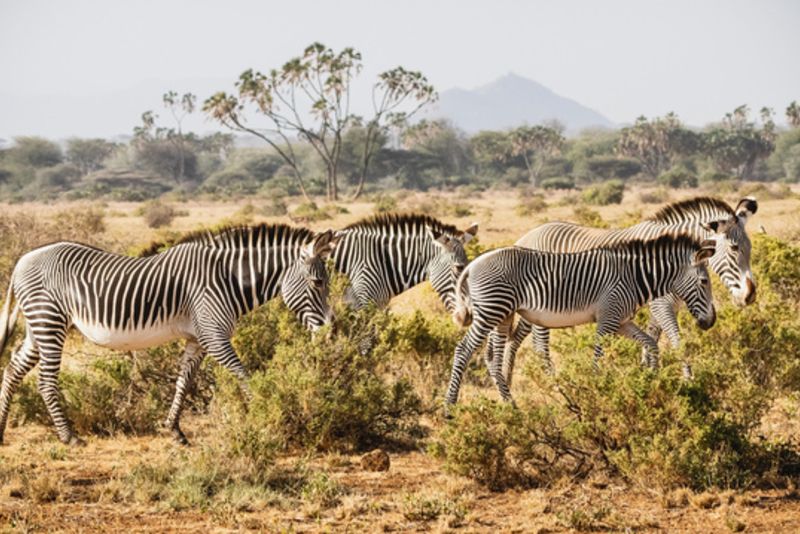 Herd of Grevy's zebras in Samburu National Reserve, North Kenya