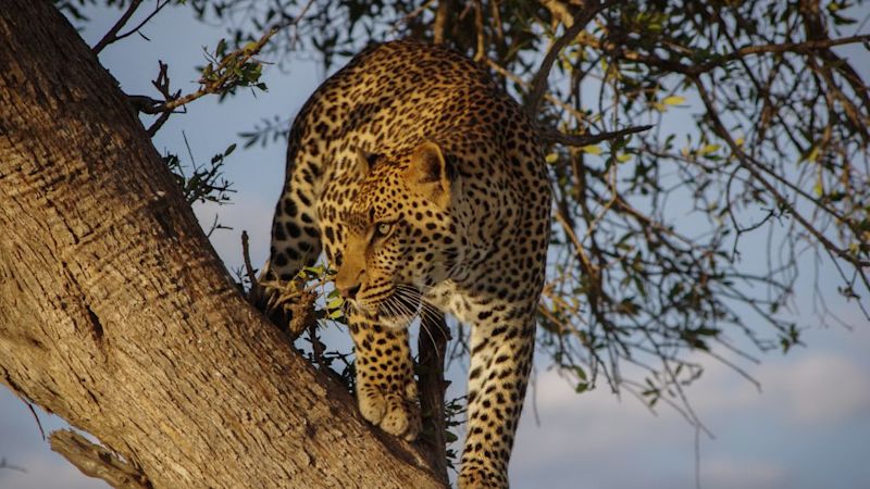 African leopard standing in a tree, the Big Five