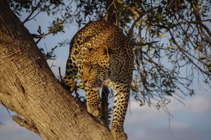 African leopard standing in a tree, the Big Five