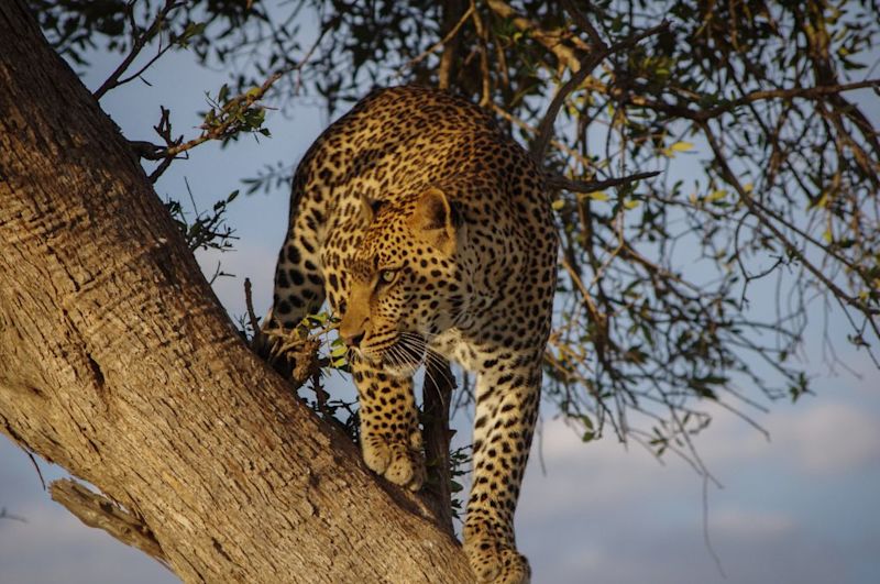 African leopard standing in a tree, the Big Five