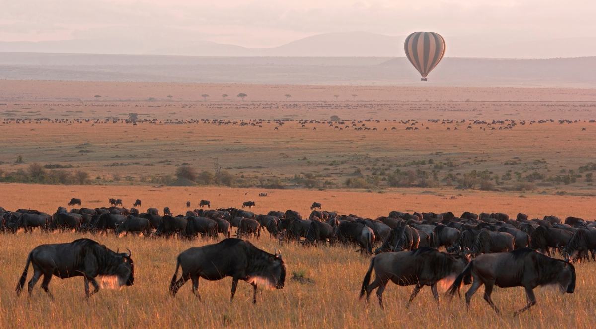 Sunset with wildebeest 