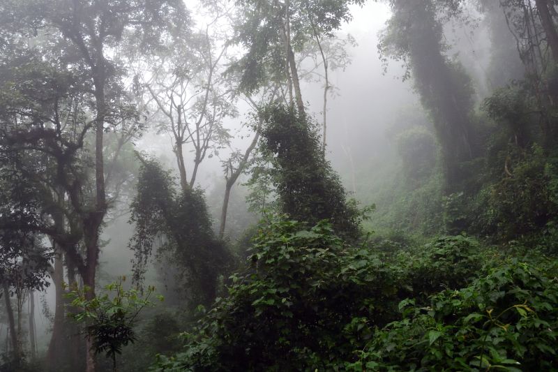 Misty dense rainforest scene of Bwindi Impenetrable Forest in Uganda