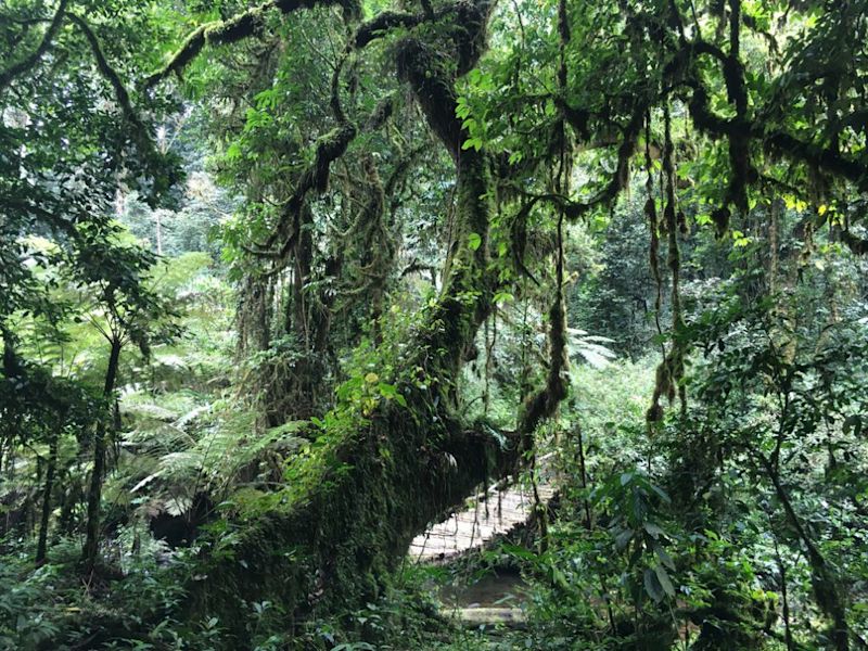 Walkway through thick forest of Bwindi Impenetrable National Park