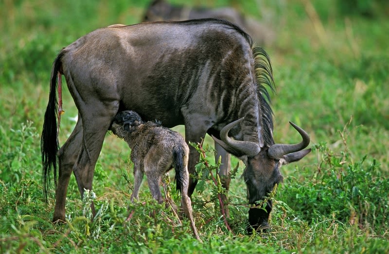 Blue Wildebeest female with Newborn Calf, Baby Suckling, Serengeti Park in Tanzania