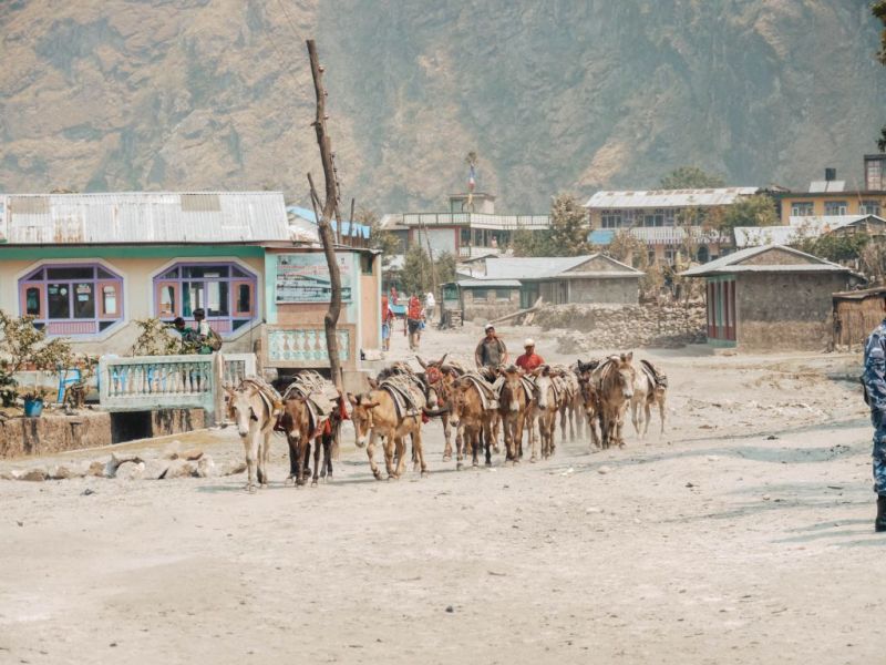 Herd of mules in the Annapurna region