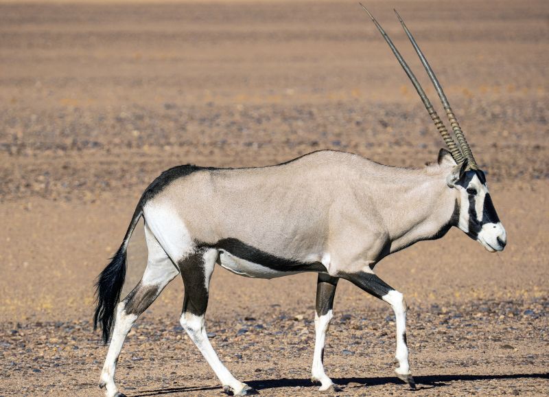 East African oryx African safari antelope