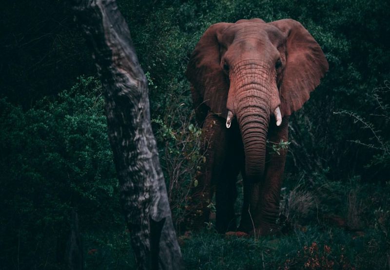 Elephant in forest