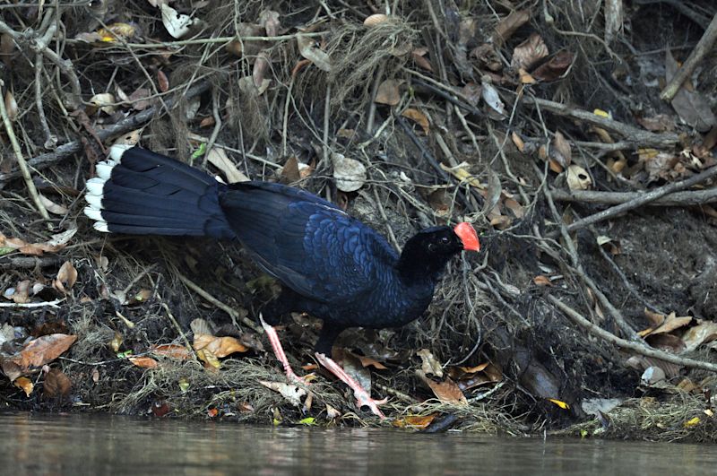 a razor-billed curassow by river's edge in Tambopata, Amazon rainforest, Peru