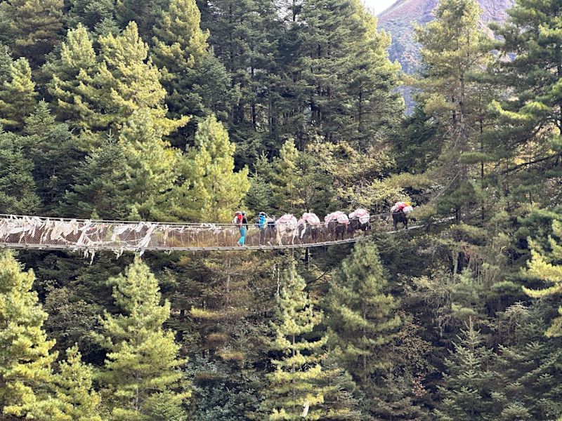 Suspension bridge among tall trees on the EBC trek