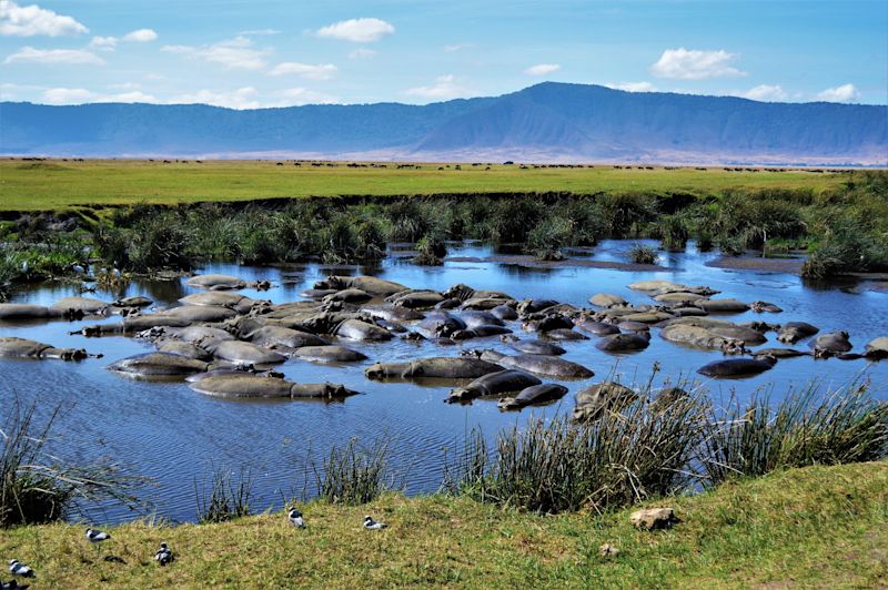 Bloat of hippos Ngorongoro Crater, Tanzanian safari