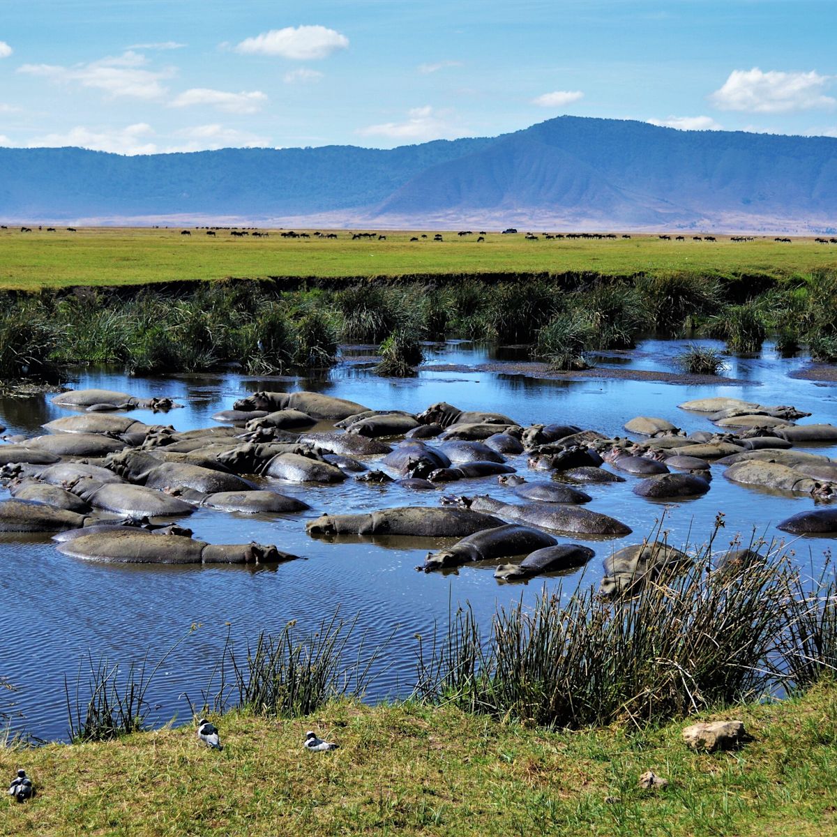 Bloat of hippos Ngorongoro Crater, Tanzanian safari