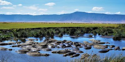 Bloat of hippos Ngorongoro Crater, Tanzanian safari