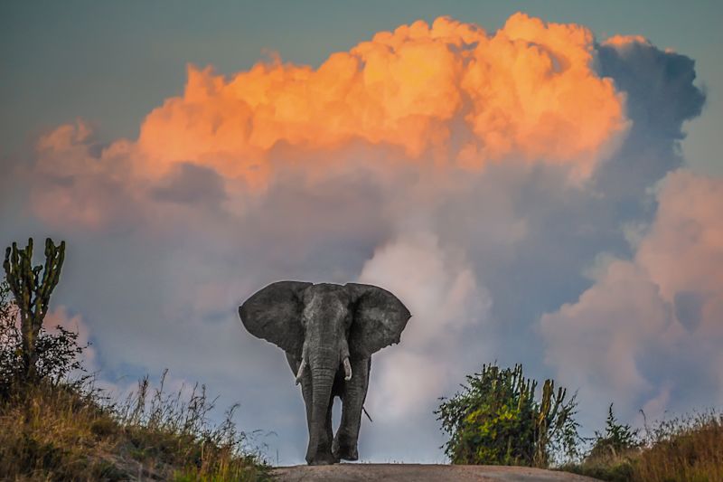 Ours. Elephant and sunet at Mweya Peninsula in Elizabeth NP, Uganda