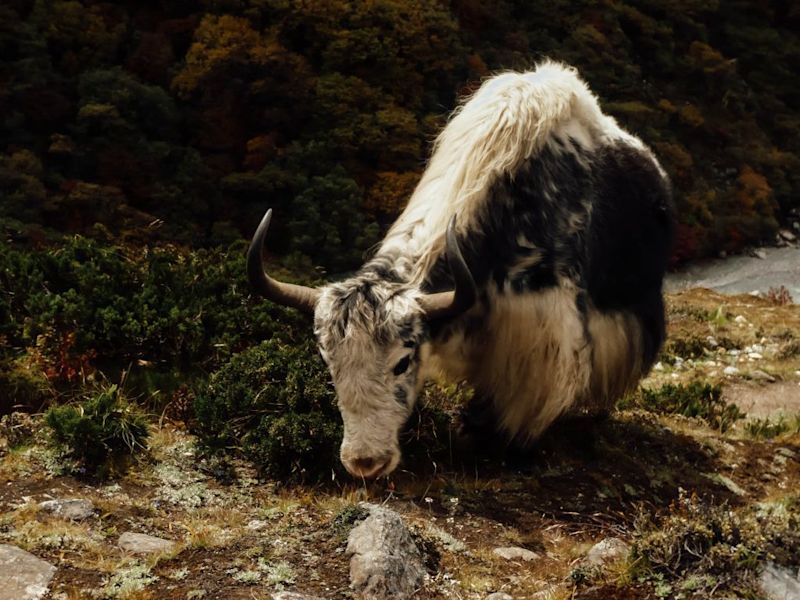 a yak on Everest base camp trek