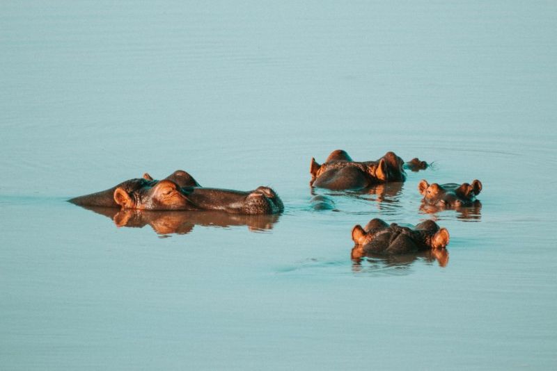 Submerged hippos