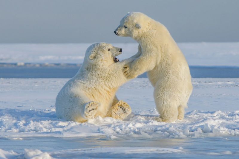 two polar bears playing, New Big Five