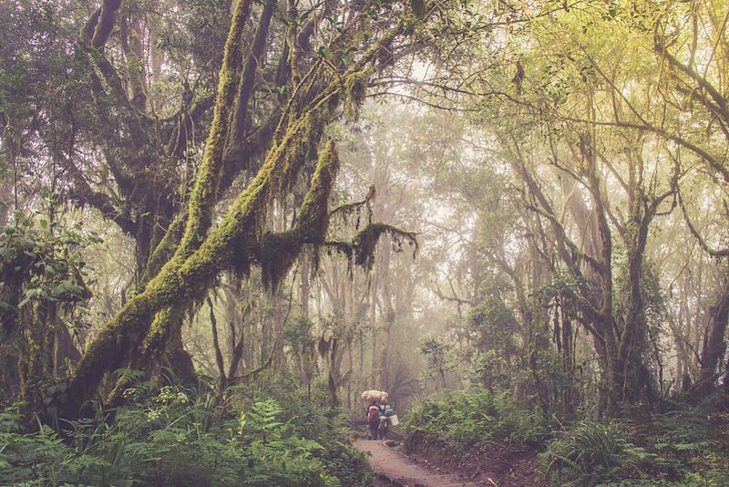 Kilimanjaro-forest.jpg