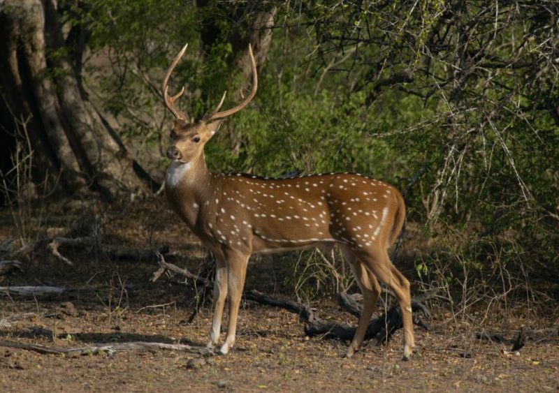 A Sri Lankan spotted deer in Yala National Park