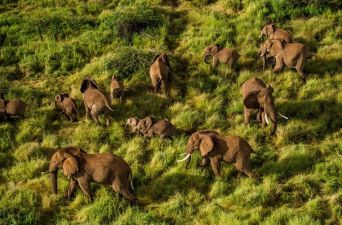 Reteti Elephants aerial view