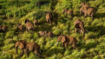 Reteti Elephants aerial view