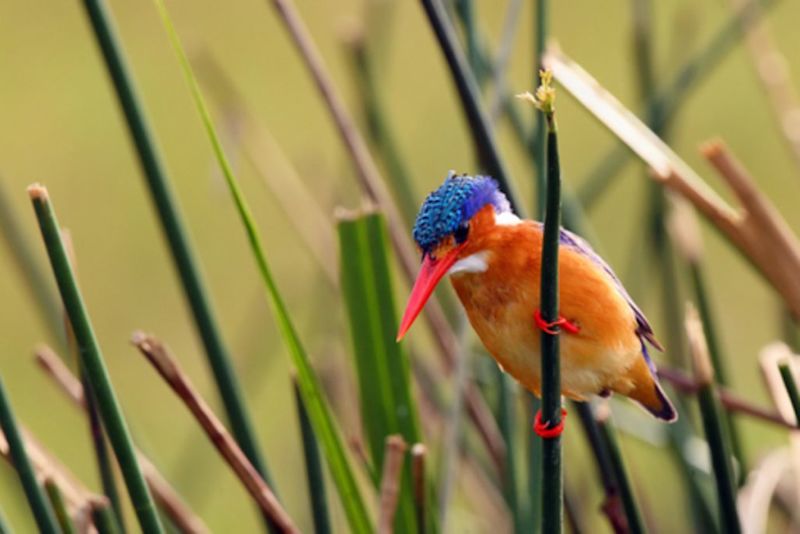 Malachite Kingfisher in Bigodi Swamp near Kibale Uganda