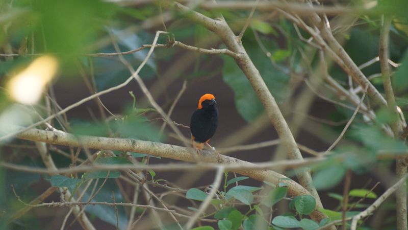 A Zanzibar red bishop perched in a tree