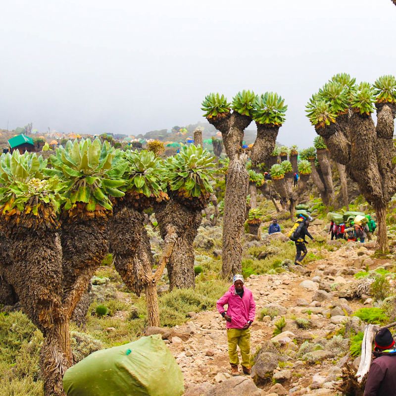 Climbers dwarfed by giant groundsels on Kilimanjaro