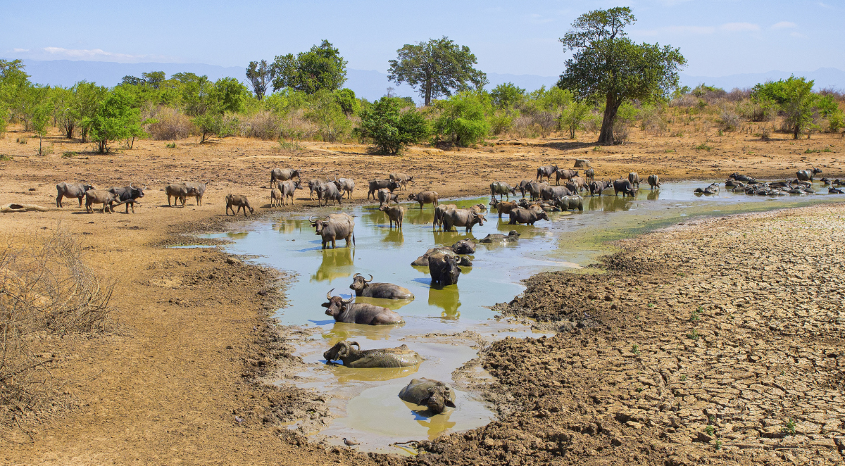 Water Buffalo Udawalawe National Park
