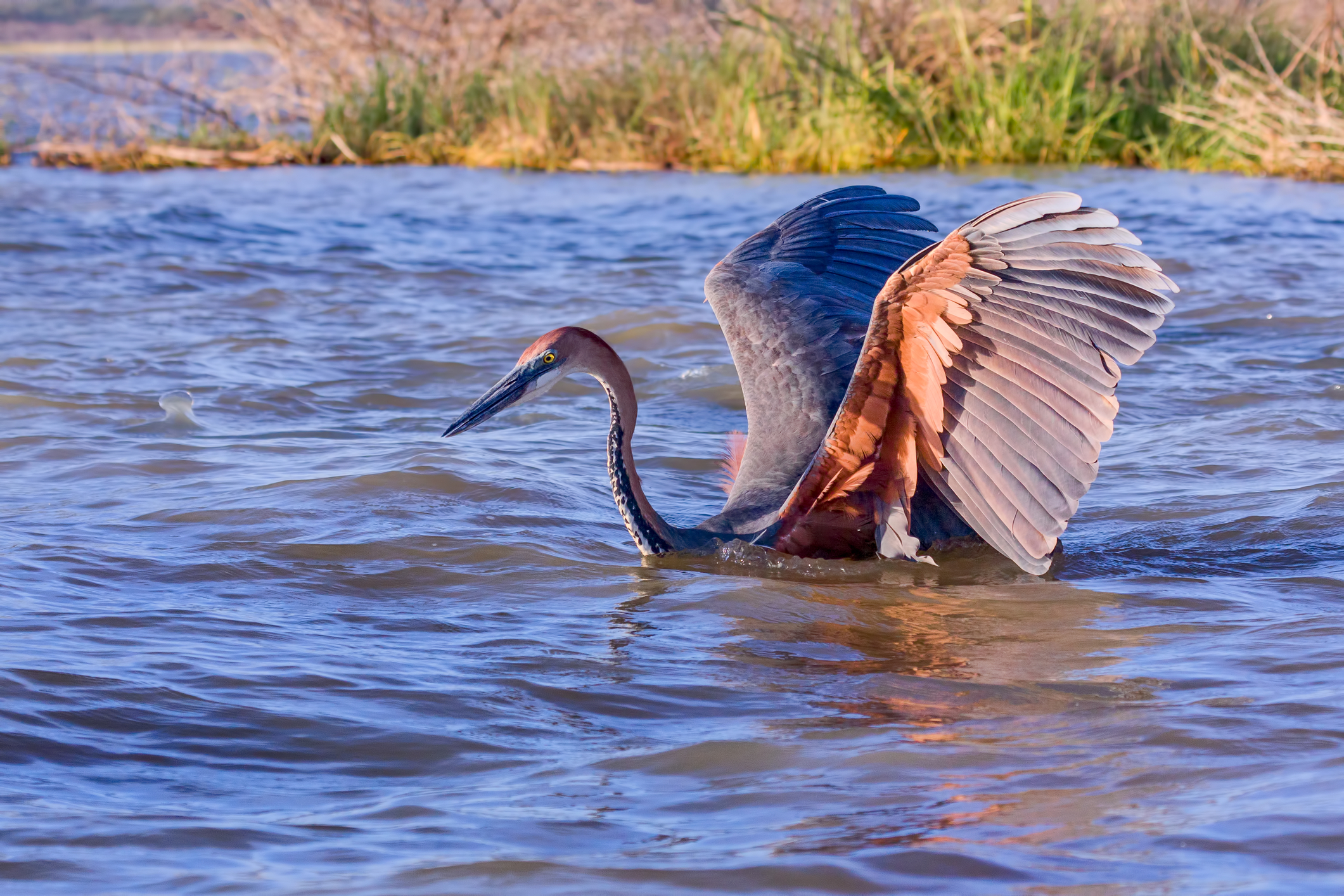 A Goliath or Giant Heron, wading out for a fish in Lake Baringo, Kenya.