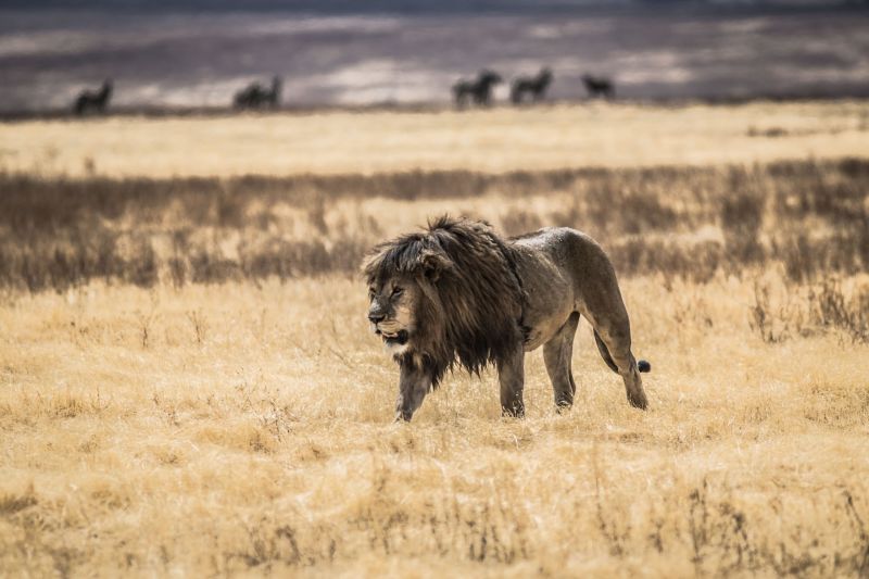 dark-maned lion, Ngorongoro Crater safari