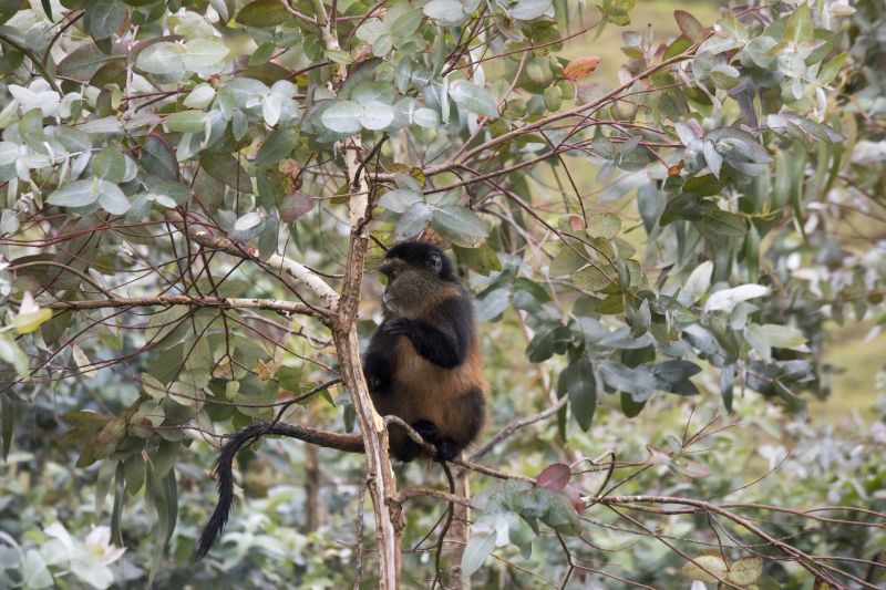 Endangered golden monkey sitting in eucalyptus tree in Virunga forest of Volcanoes National Park, Rwanda.