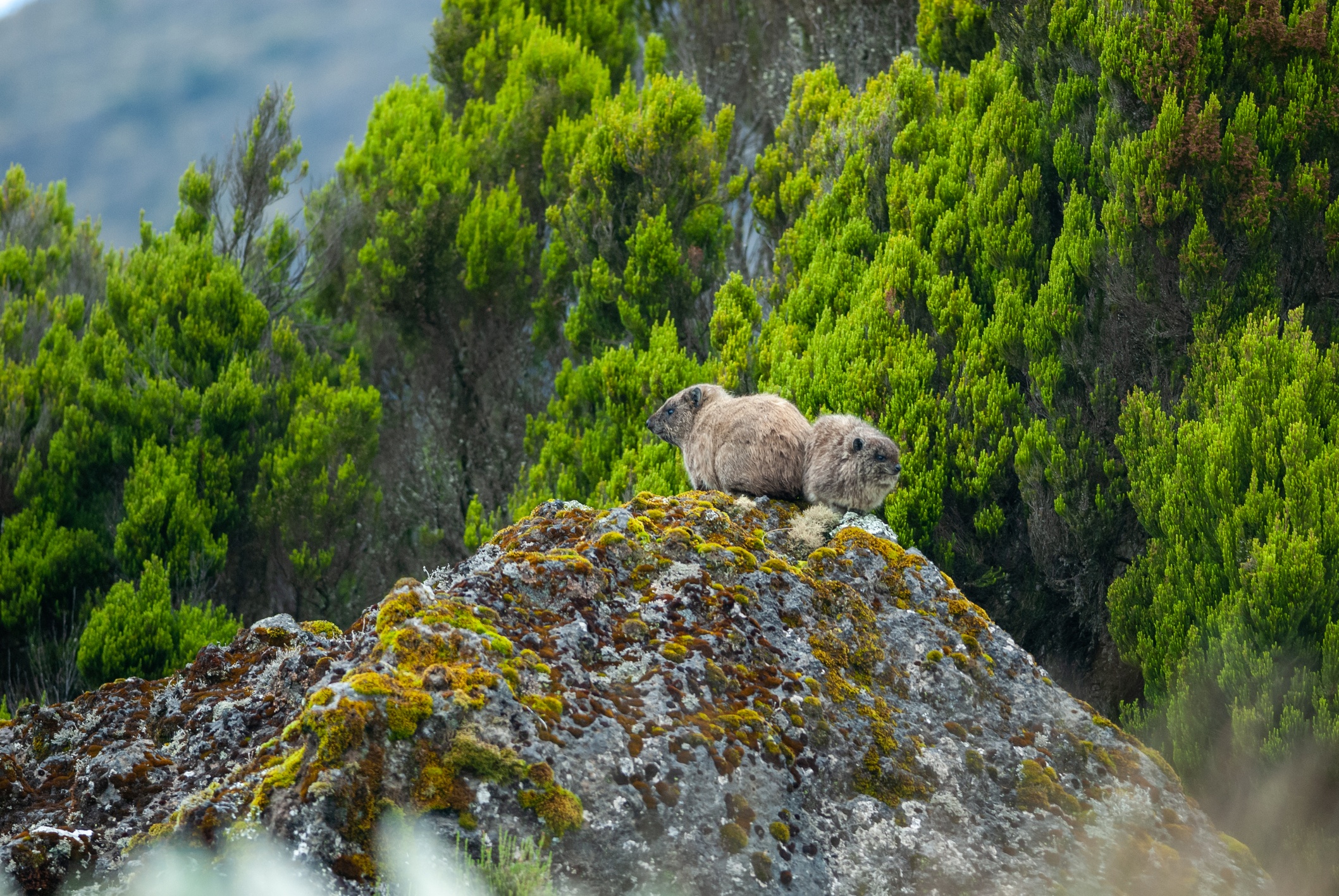 2 Rock hyraxes on Mount Kenya. Rock hyrax Procavia capensis in Mount Kenya National Park