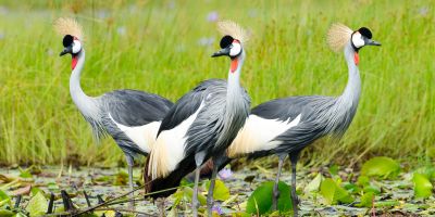 Grey crowned cranes in Mabamba Swamp, Uganda