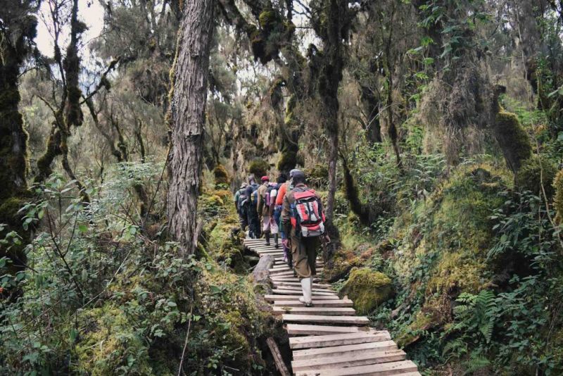 Rainforest-in-Rwenzorie-Mountains-National-Park-1024x683.jpg